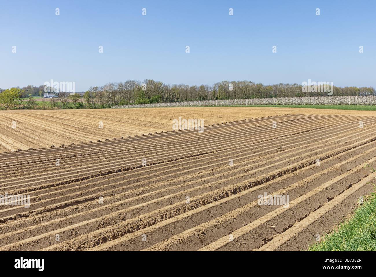 Campo arato e frutteto in fiore su una collina sopra la valle della Mosa vicino a Maastricht Foto Stock