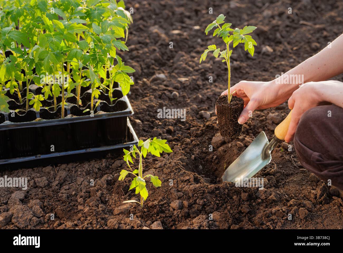 Mani che piantano giovani piantine di pomodoro nel suolo in orto durante la primavera, concetto di agricoltura biologica. Foto Stock