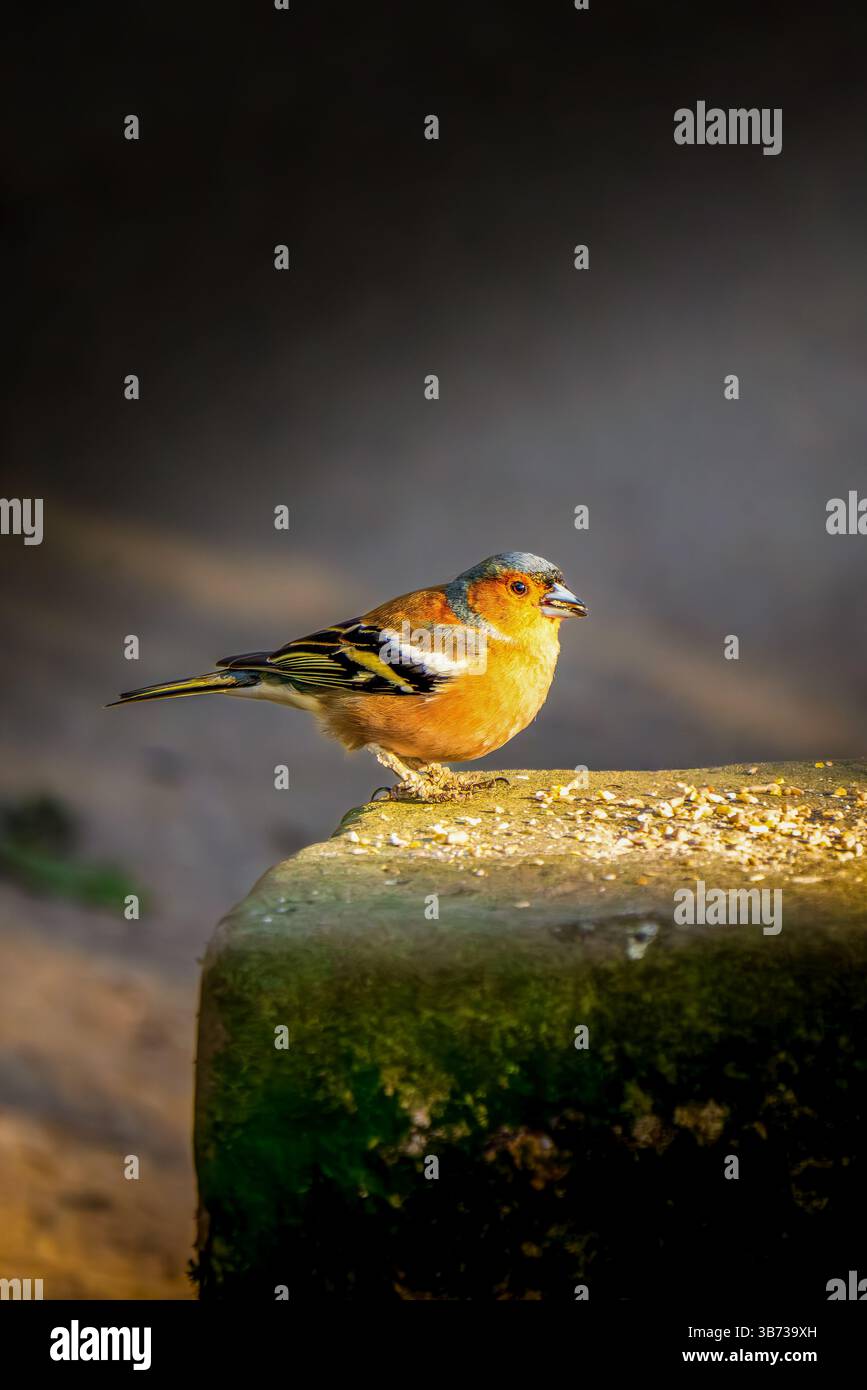 Vivace Chaffinch maschio (Fringilla coelebs) inondato di luce dorata mentre assaggia i semi su una pietra mossy Foto Stock