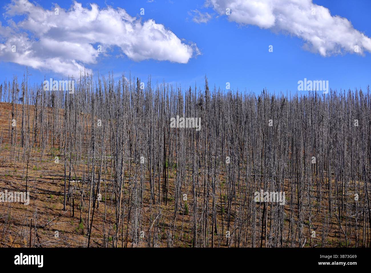 Gli alberi bruciati si ergono come scheletri sulla collina testimoni silenziosi del passato ardente di Yellowstone e del ritmo implacabile della distruzione della natura ricostruito Foto Stock