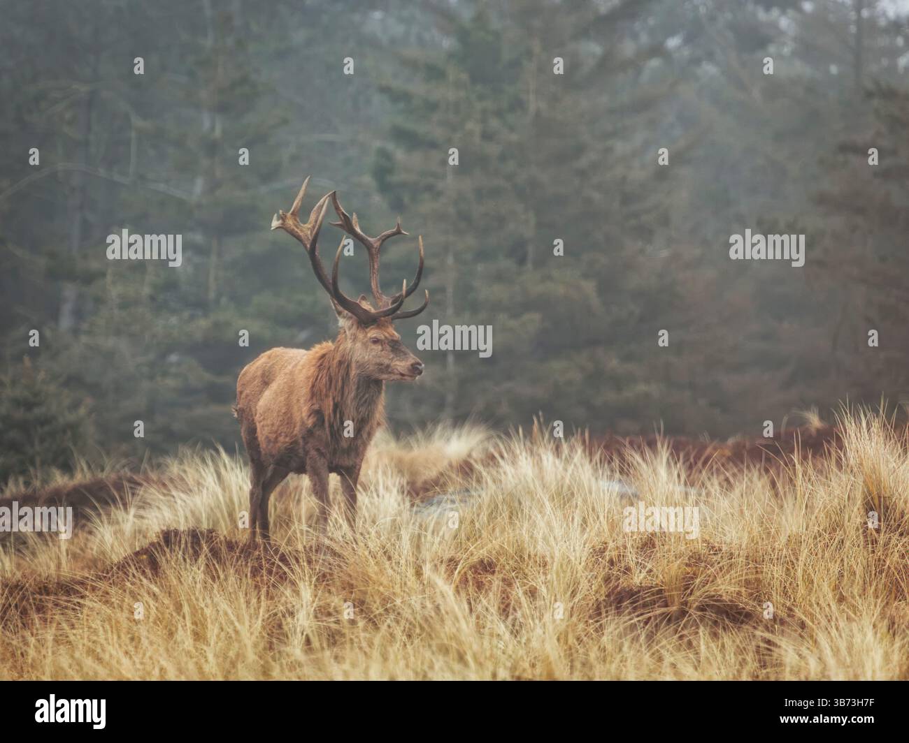 Cervo rosso - Cervus elaphus - cervo nella foresta di Vejers Stand, Danimarca Foto Stock