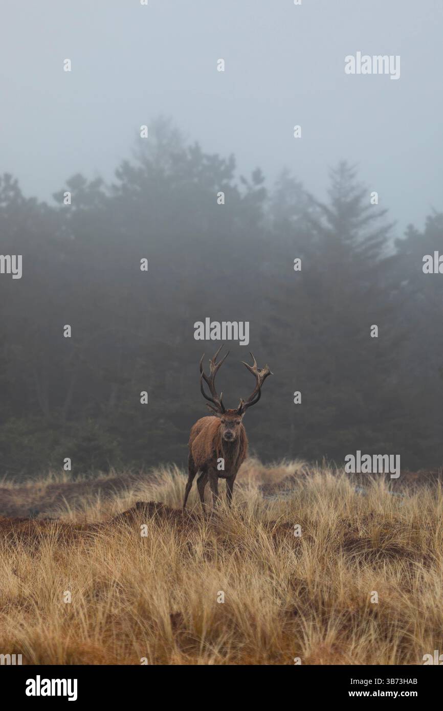 Cervo rosso cervo - Cervus elaphus - nebbia mattutina nella foresta di Vejers Stand, Danimarca Foto Stock