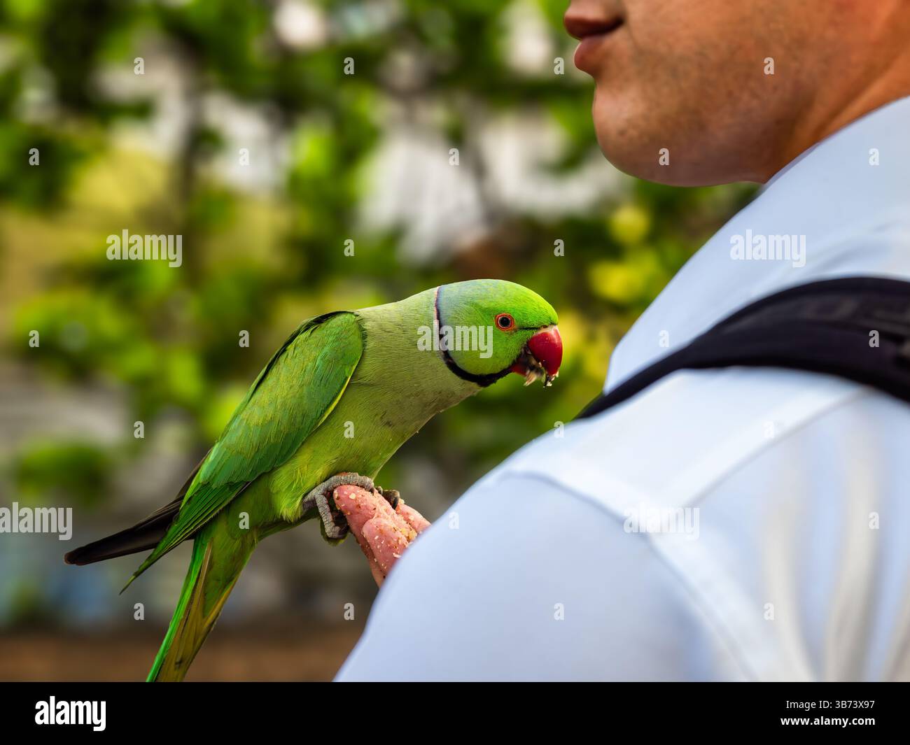 Londra, Regno Unito - 28 aprile 2025: Un pappagallo verde arroccato su una mano di persone all'aperto, con vegetazione sfocata sullo sfondo. Foto Stock