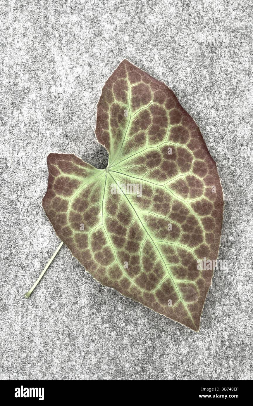 A forma di cuore singolo venato variegato marrone e verde pallido foglia di barrenwort rosso su marmo grigio Foto Stock
