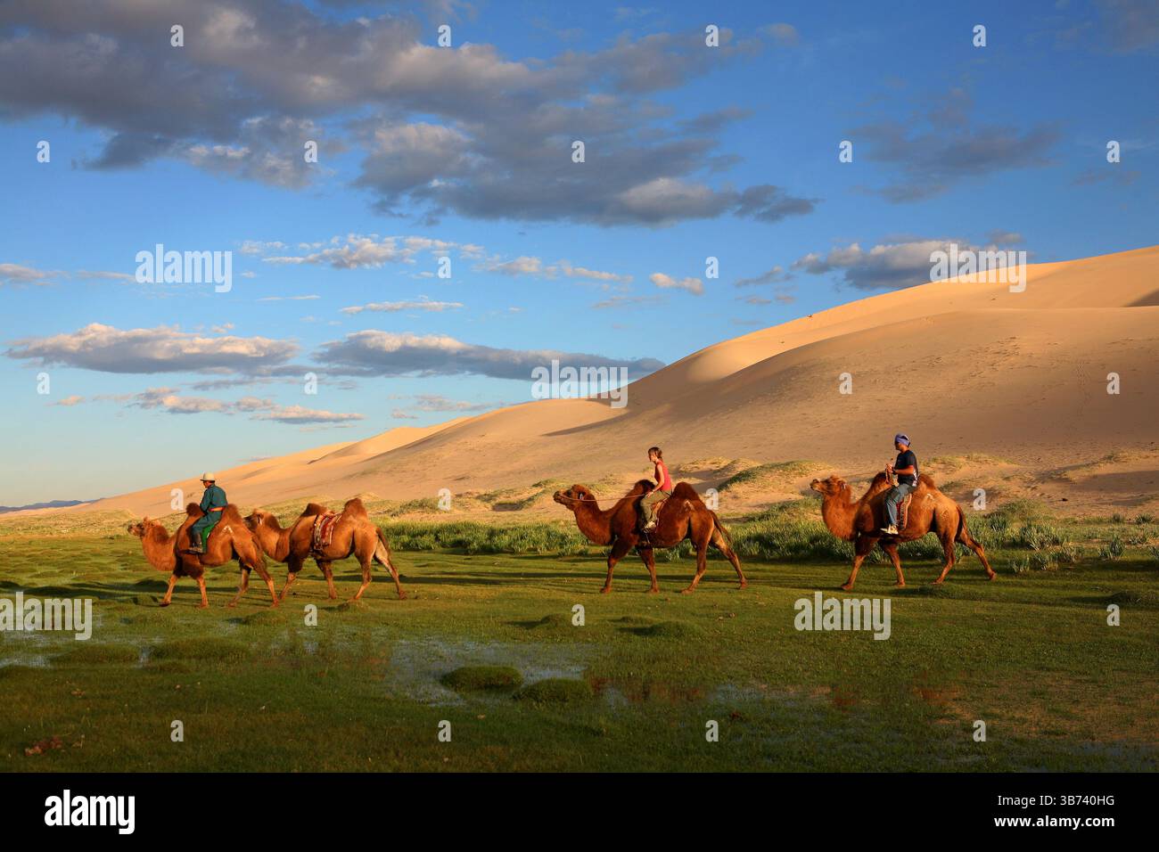 Dune di sabbia nel Gobi DesertCammello battriano (Camelus ferus bactrianus) Foto Stock