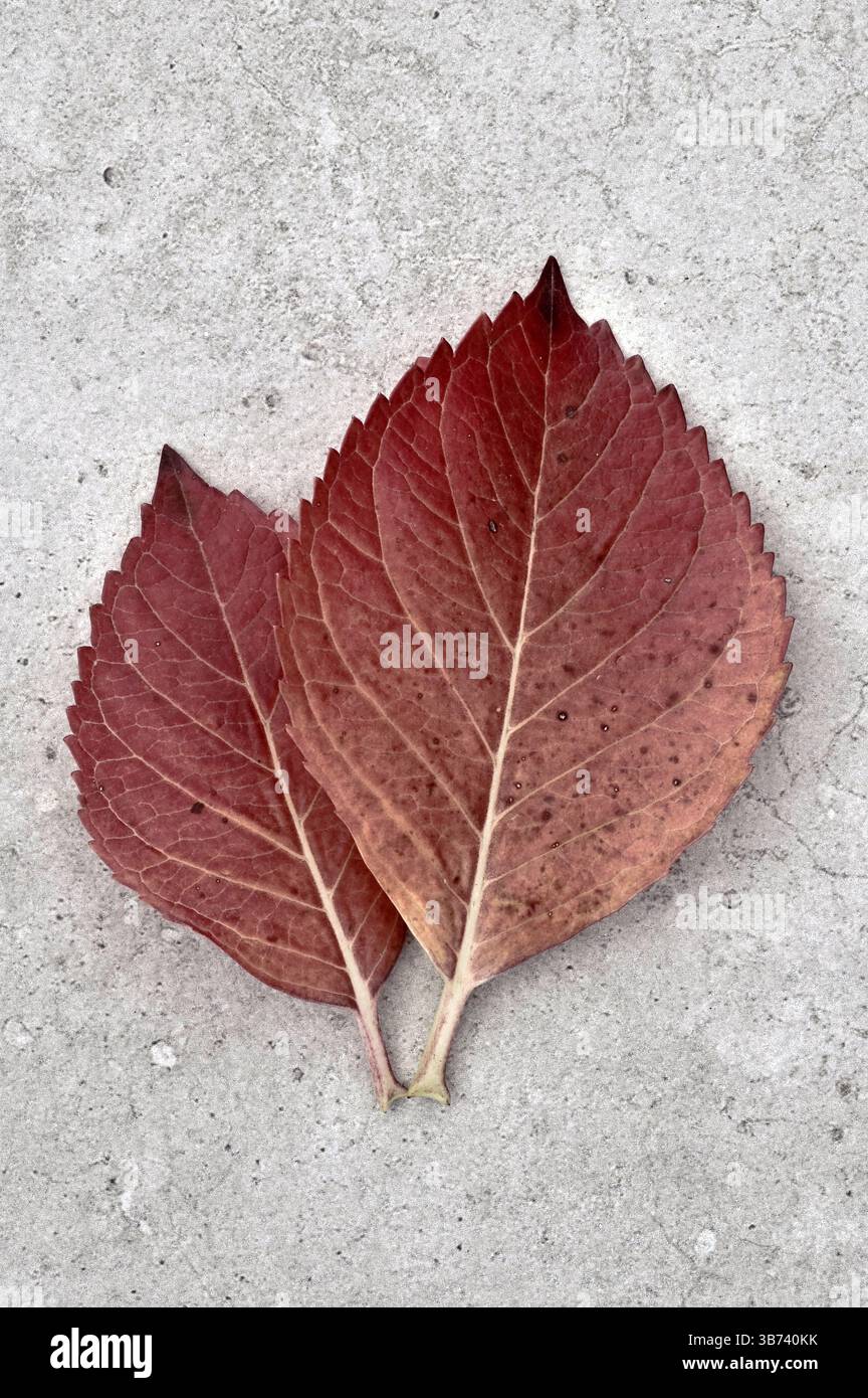 Due foglie autunnali di Hydrangea di colore rosso intenso adagiate su marmo pallido Foto Stock