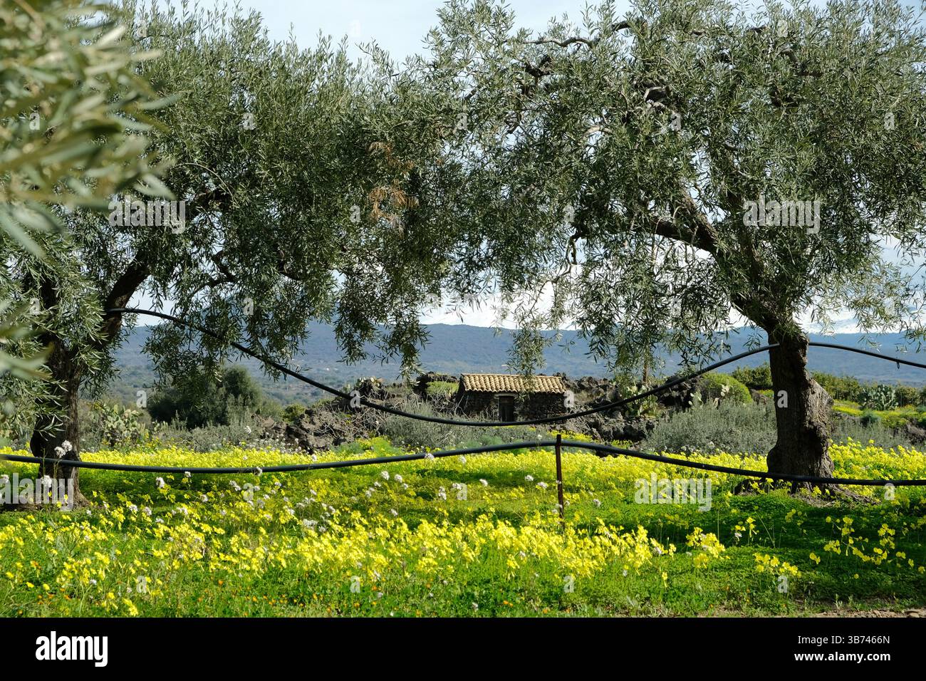 Azienda agricola con tubi di irrigazione e olivi, Sicilia, Italia Foto Stock