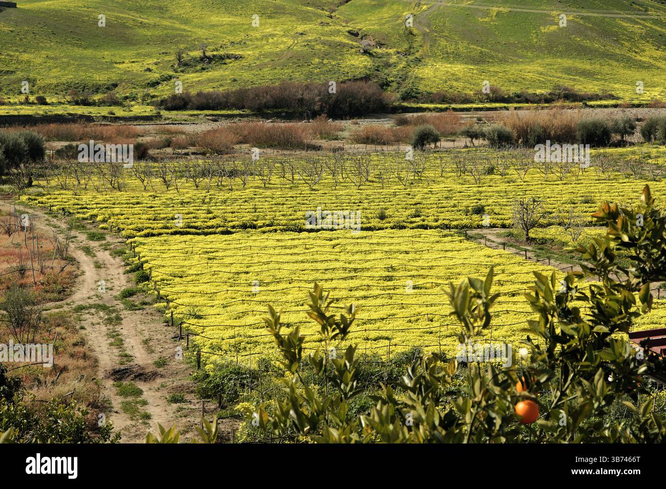 Primavera in fiore nel paesaggio agricolo, Sicilia, Italia Foto Stock