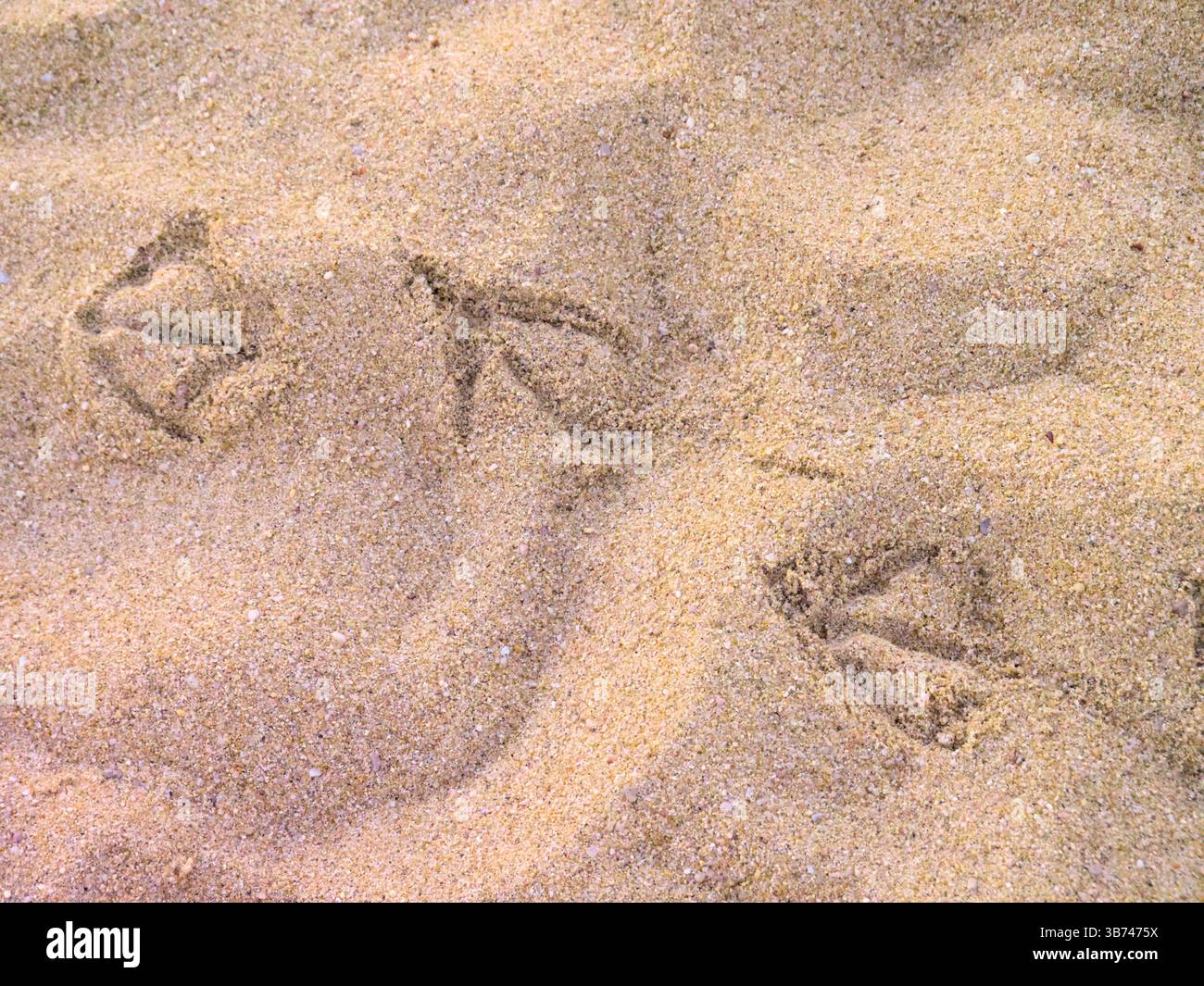 Primo piano delle stampe gabbiano sulla superficie di Sandy Beach (B) Foto Stock