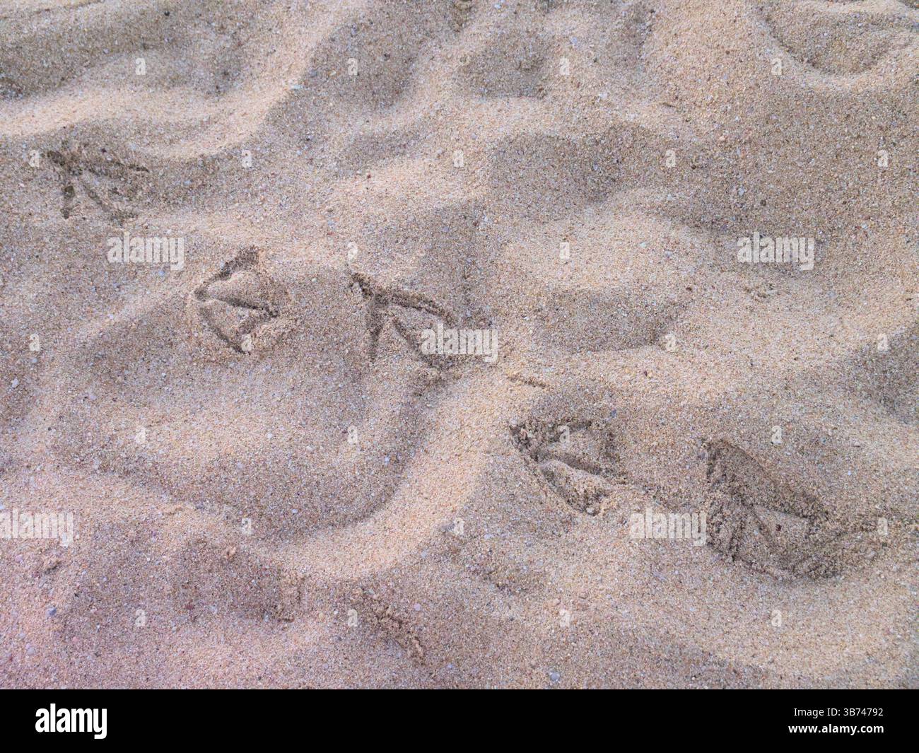 Primo piano delle stampe gabbiano sulla superficie di Sandy Beach (C) Foto Stock