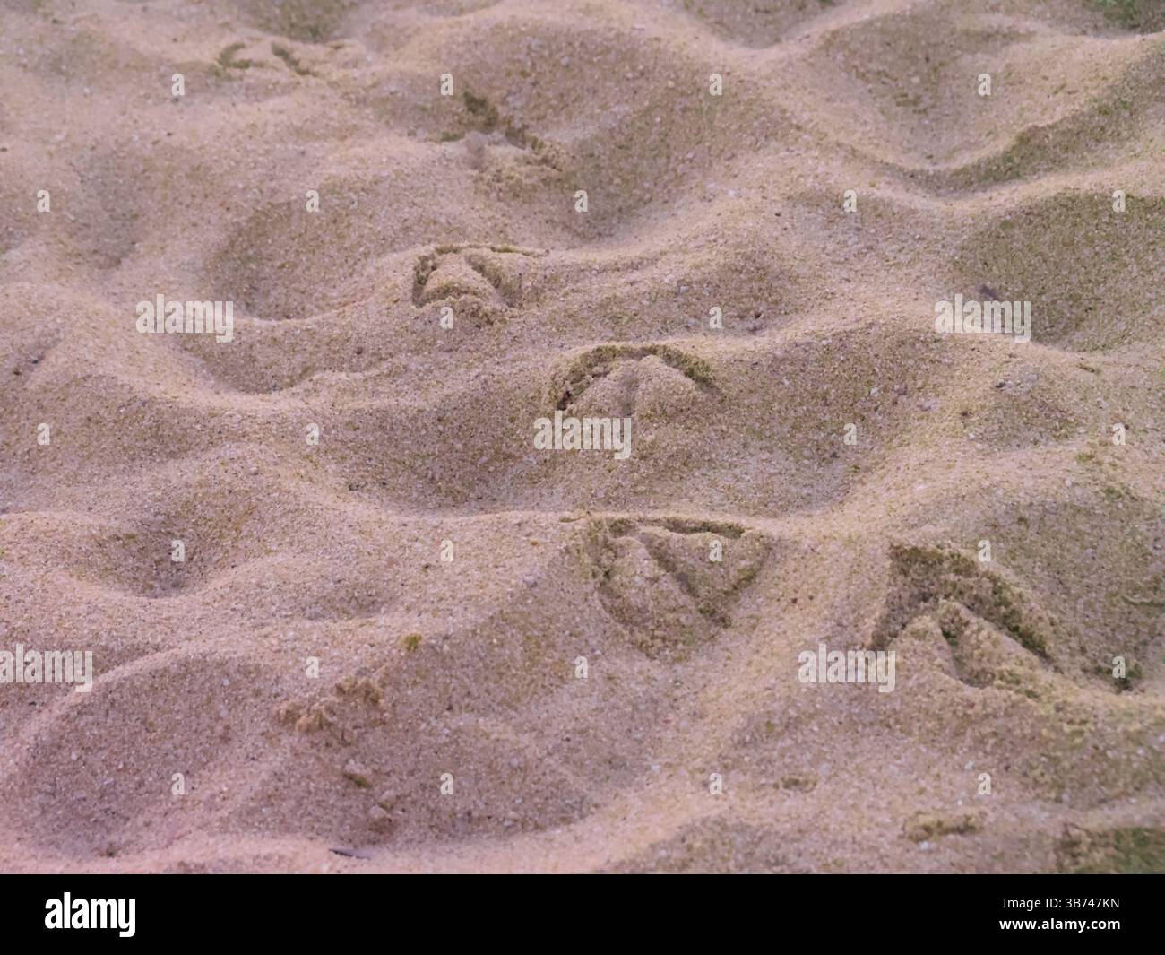 Primo piano delle stampe gabbiano sulla superficie di Sandy Beach (D) Foto Stock