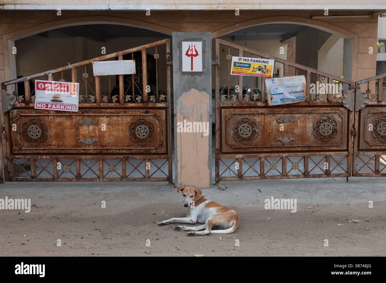 Cane di strada che riposa in strada nell'edificio di appartamenti a Tiruchirappalli, Tamil Nadu, India, Asia Foto Stock