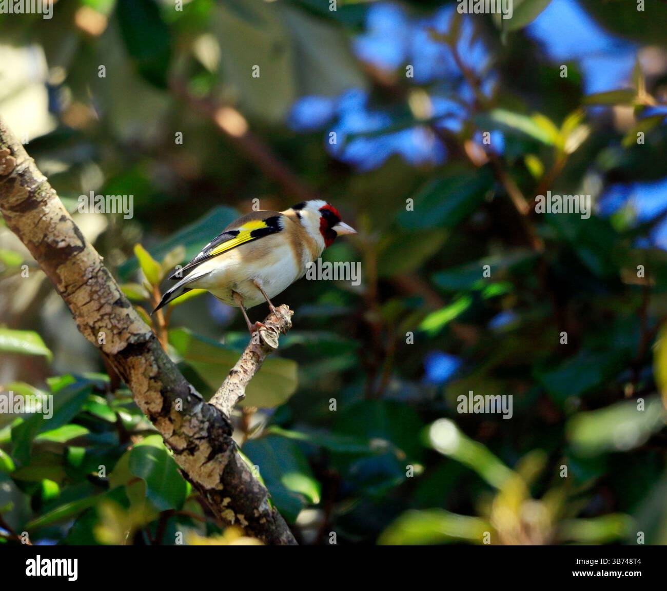 Goldfinch Carduelis carduelis, Galles. Foto Stock