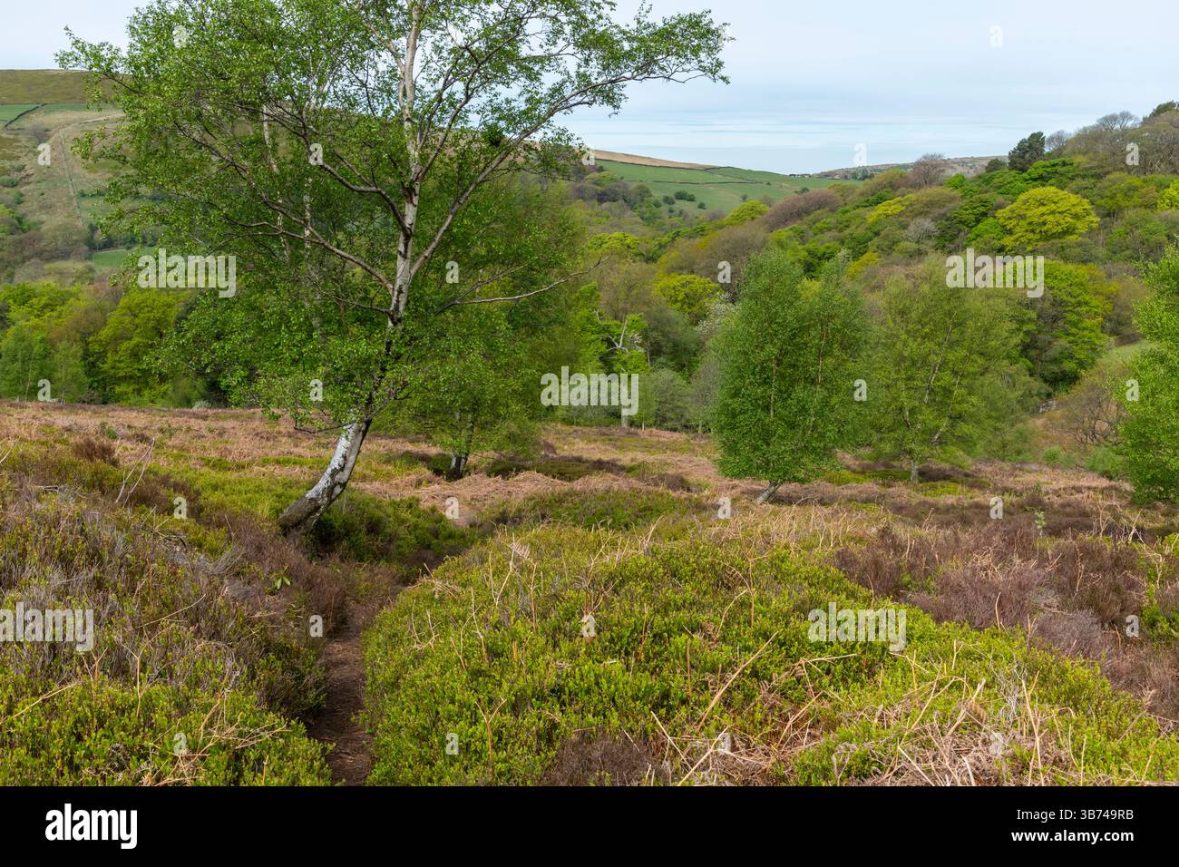 Middle Moor sopra Hayfield, Derbyshire, Inghilterra. Foto Stock
