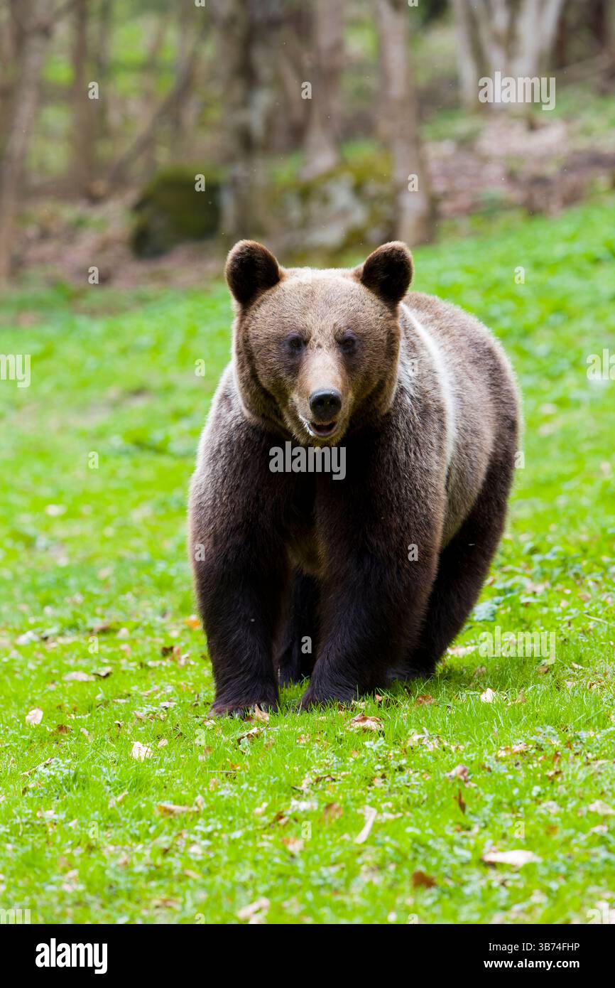 Orso bruno europeo Ursus arctos arctos, donna adulta in piedi nella bonifica dei boschi, Transilvania, Romania, aprile Foto Stock