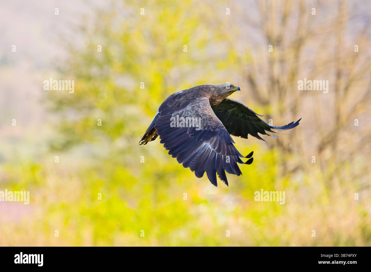 Aquila maculata minore Clanga pomarina, volo per adulti, Transilvania, Romania, aprile Foto Stock