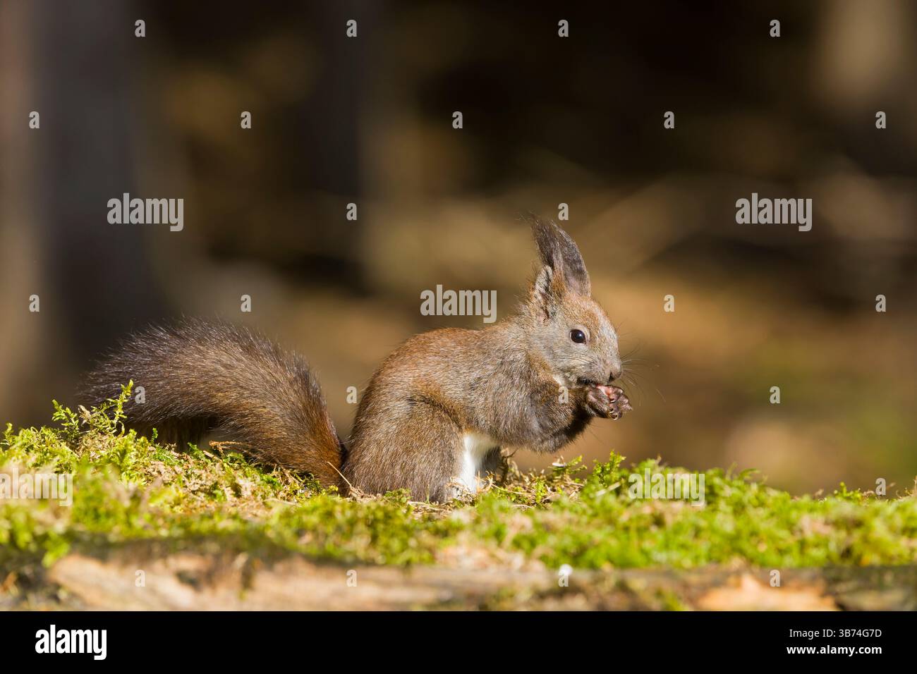 Scoiattolo rosso Sciurus vulgaris, adulto in piedi sul pavimento del bosco, nutrizione, Transilvania, Romania, aprile Foto Stock