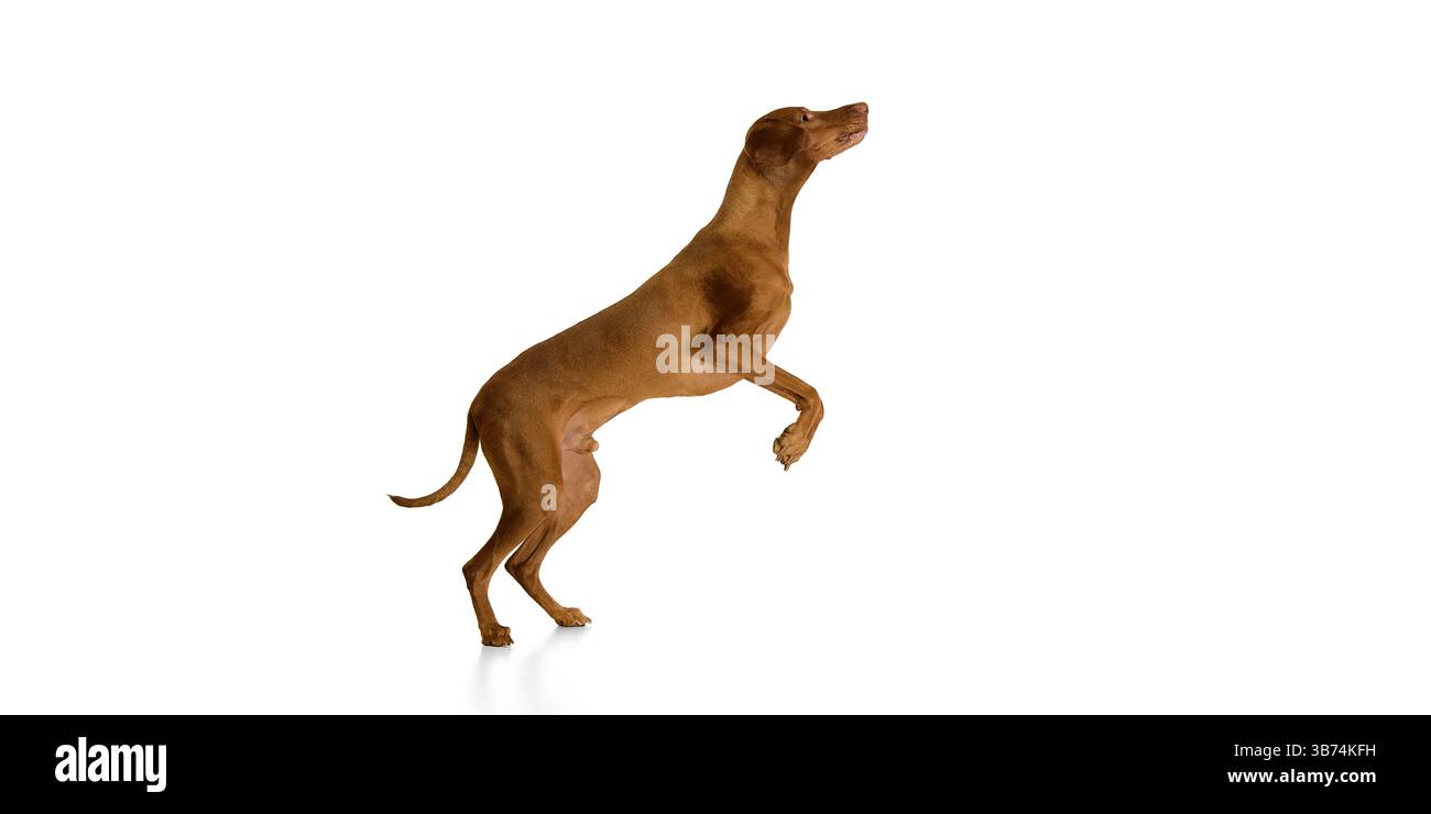 Graziosa Vizsla ungherese in piedi in posizione verticale sulle zampe posteriori con zampa sollevata in posa bilanciata su sfondo bianco. Foto Stock