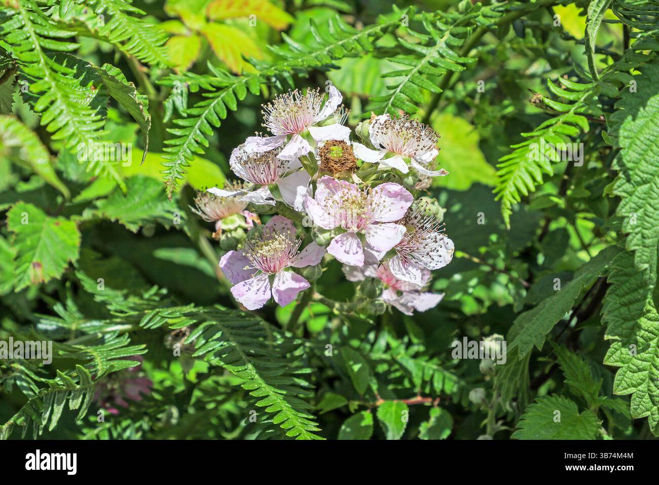 I fiori rosa di un Bramble selvatico (Rubus fruticosus) o di una pianta di mora, Inghilterra, Regno Unito Foto Stock