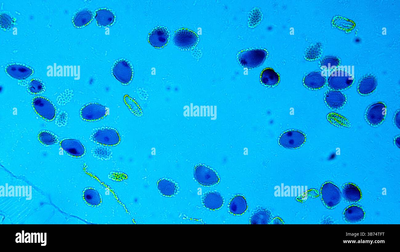 Lillium anther sotto microscopio ottico Foto Stock