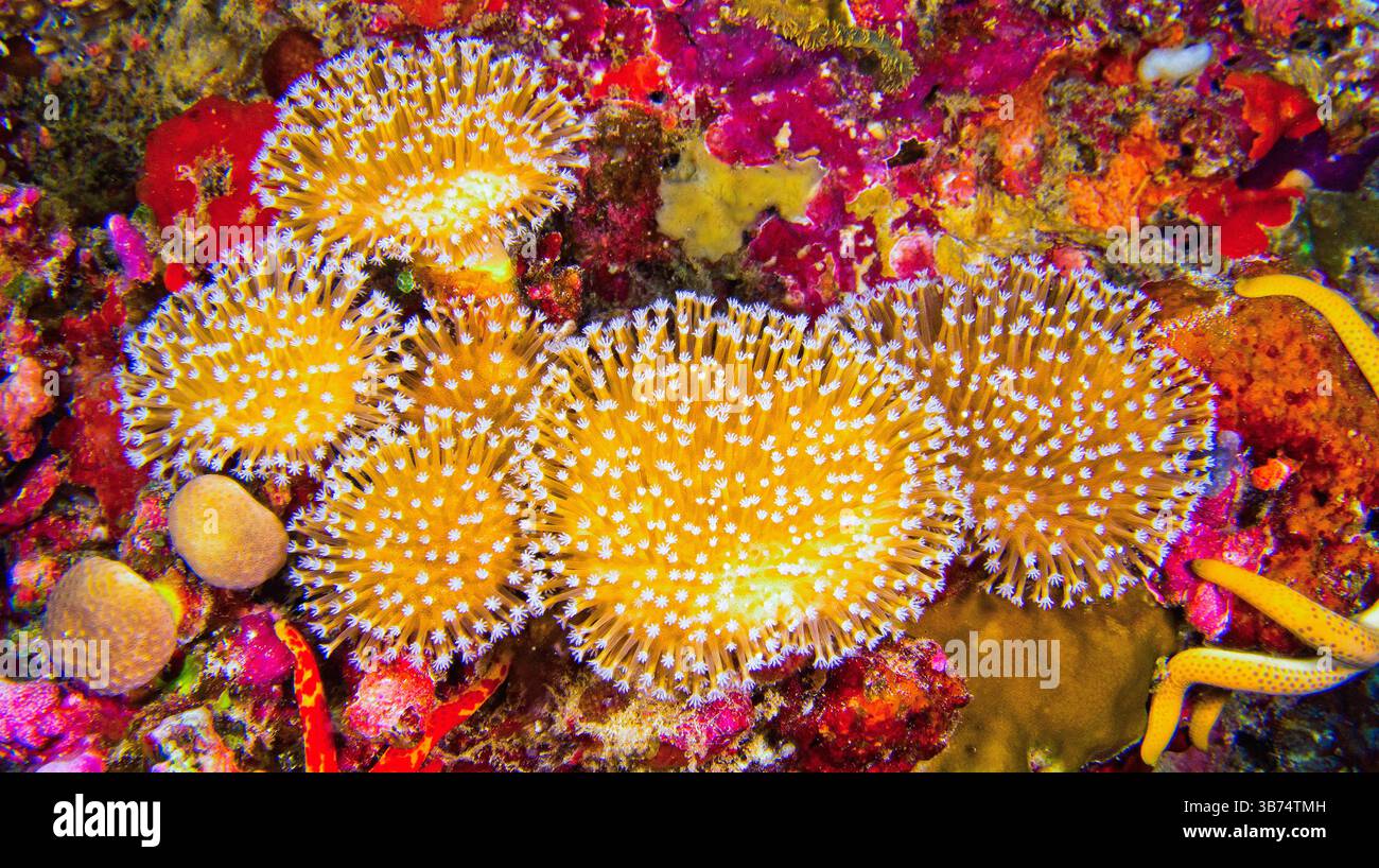 Daisy Coral, Stony Coral, Reef Building Corals, Coral Reef, Atollo di South Ari, Maldive, Oceano Indiano, Asia Foto Stock