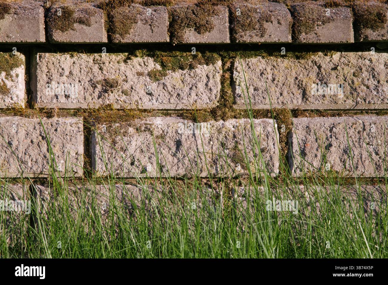 Primo piano di lussureggiante erba verde con un rustico muro di mattoni ricoperto di muschio sullo sfondo Foto Stock