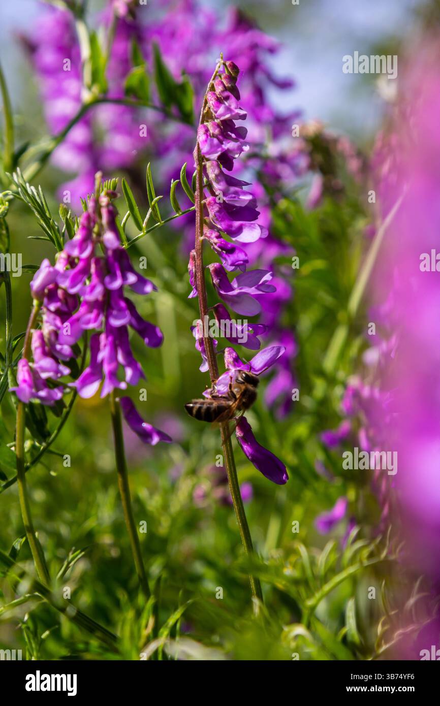 Un'ape è impegnata a raccogliere polline da fiori viola luminosi, circondato da lussureggianti foglie verdi in una giornata di primavera soleggiata, evidenziando l'importanza di pol Foto Stock