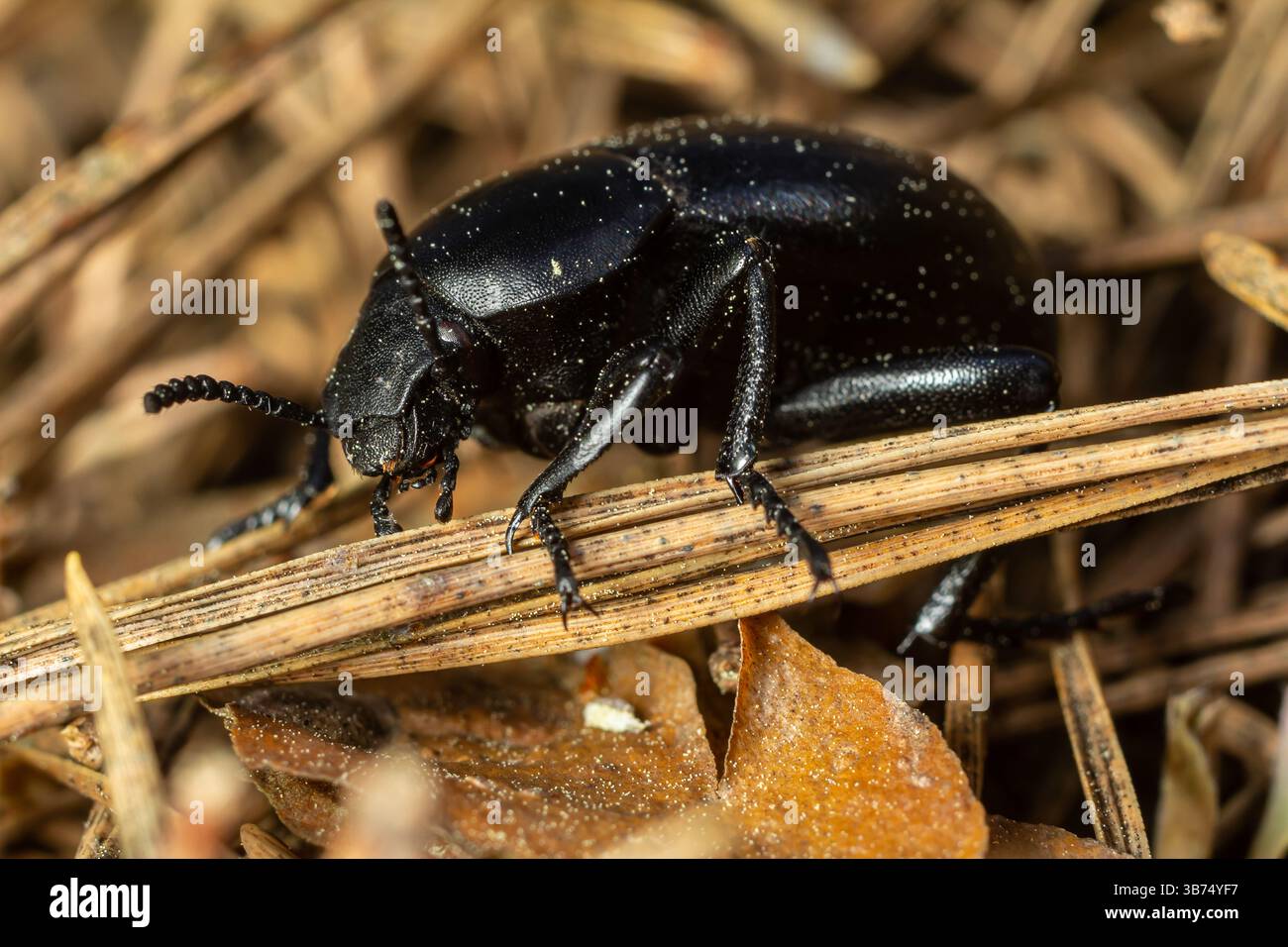 Uno scarabeo nero esplora un lembo di erba secca e ramoscelli, mostrando il suo esterno lucente e le caratteristiche distintive mentre si fonde con il terreno circostante Foto Stock