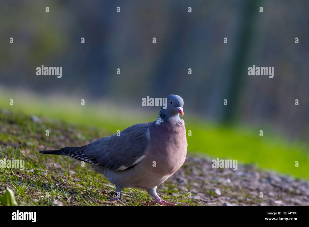 Piccione di bosco selvatico (palumbo di Columba) in piedi sul prato in estate. Vista ravvicinata con dettagli chiaramente visibili di becco piumato e occhi. Foto Stock