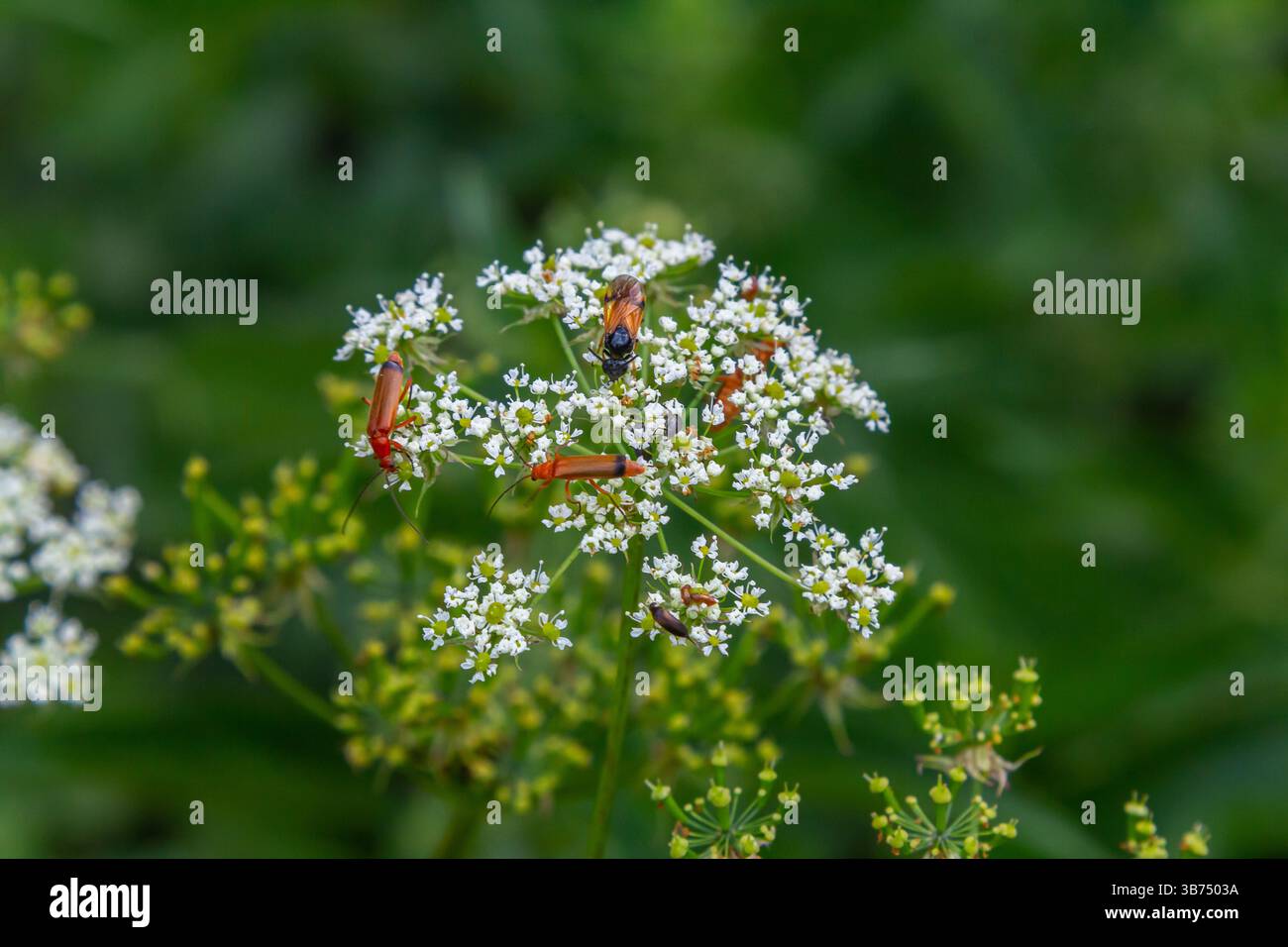 Gli insetti arancioni raccolgono il nettare dai piccoli fiori bianchi in mezzo a una vegetazione vivace, mostrando l'impollinazione della natura e il calore estivo. Foto Stock