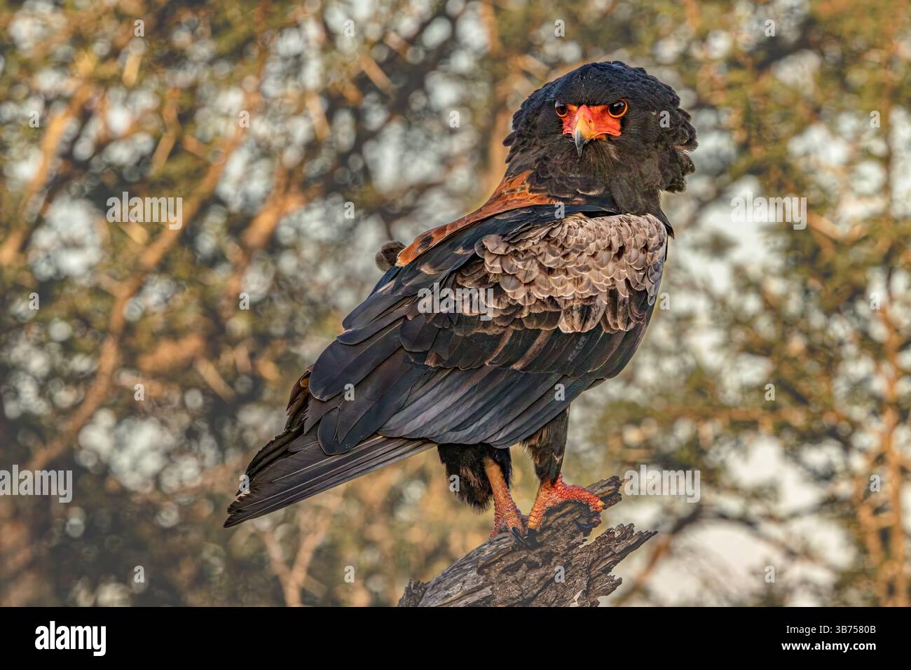 Un'aquila bateleur mostra impressionanti piume della testa e del collo. Foto Stock
