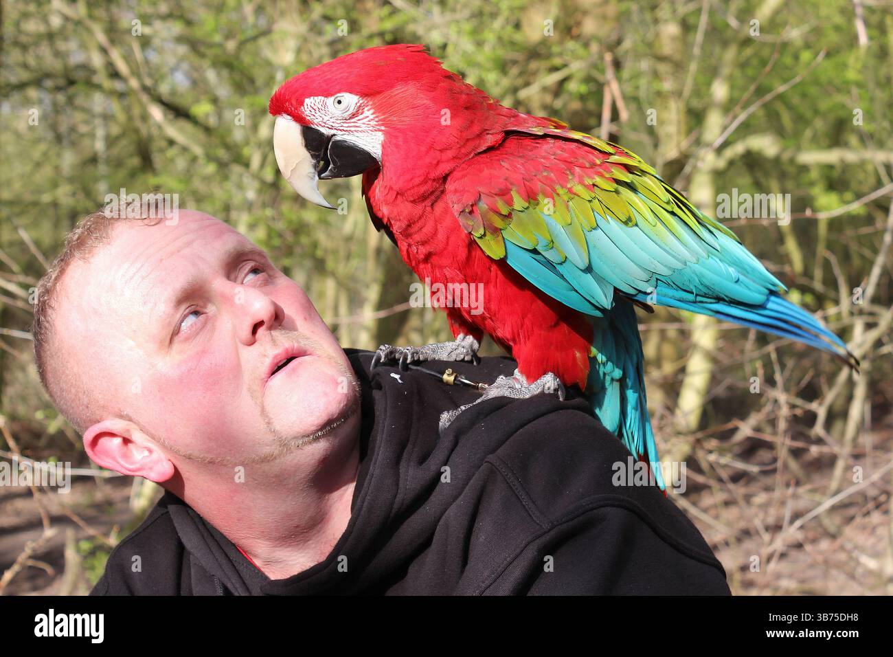 Uomo con un animale domestico Macaw rosso e verde (Ara chloropterus) arroccato sulla spalla Foto Stock