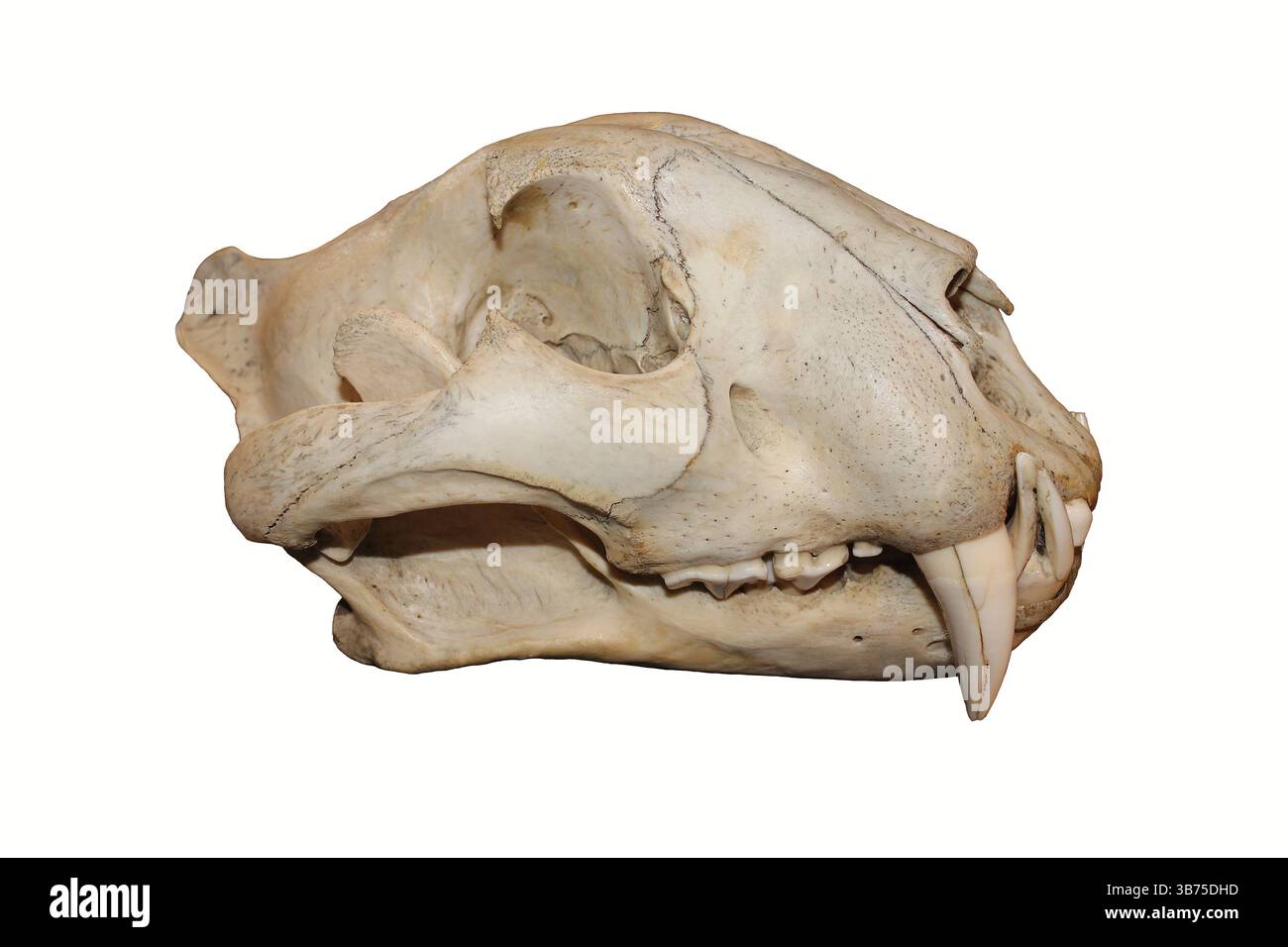Tiger Panthera tigris cranio Foto Stock