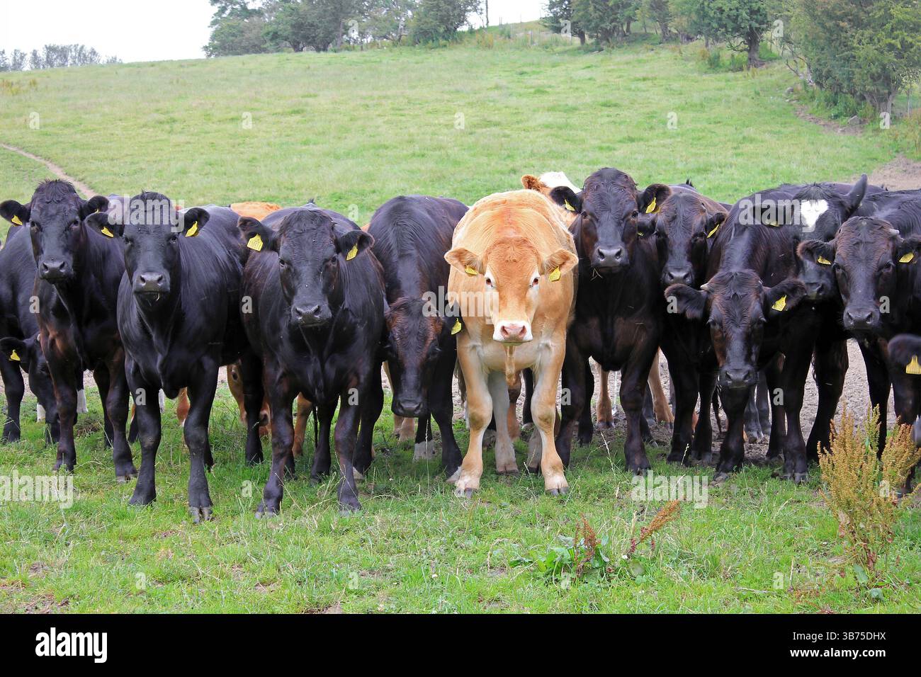 Linea di mucche curiose Foto Stock
