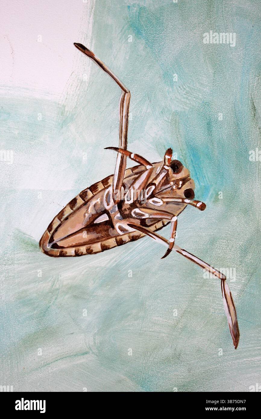 Backswimmer comune Foto Stock