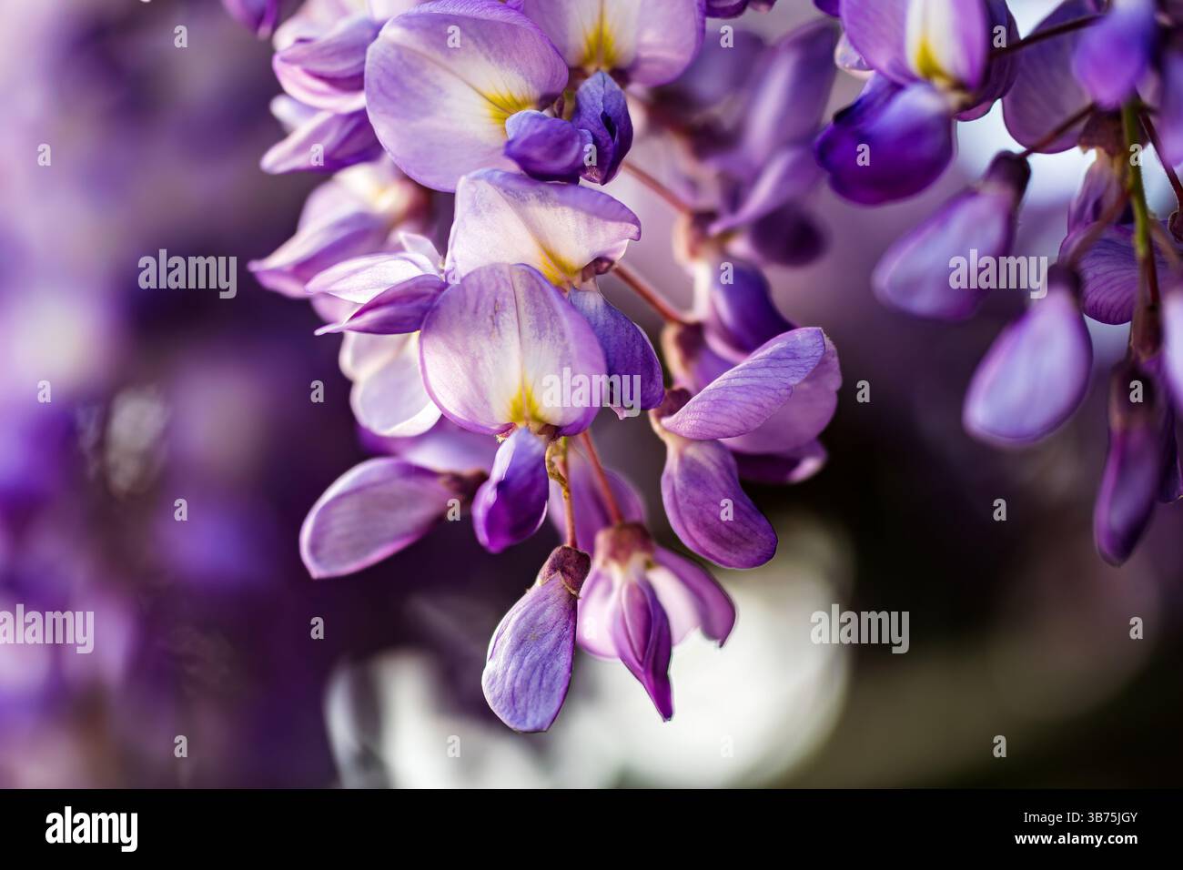 Primo piano di fiori di gliceria viola Foto Stock