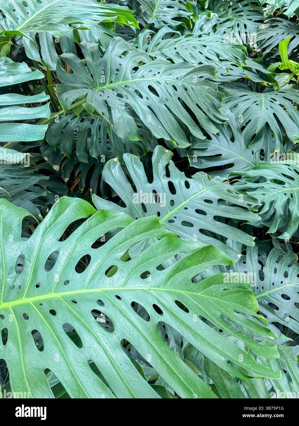 Lussureggianti foglie di monstera in un vivace giardino verde con motivi intricati ed eleganza naturale catturate in foto botaniche ravvicinate. Foto Stock