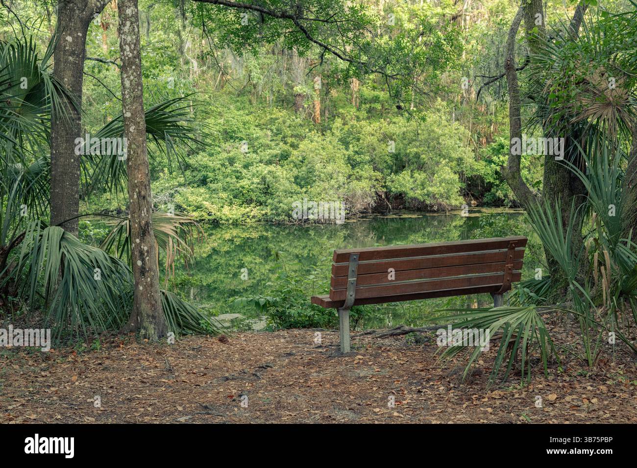 Una panchina vuota vicino allo stagno in Florida circondata da palme in un'area naturale. Contea di Marion, Dunnellon, Florida. Parco Blue Run. Foto Stock