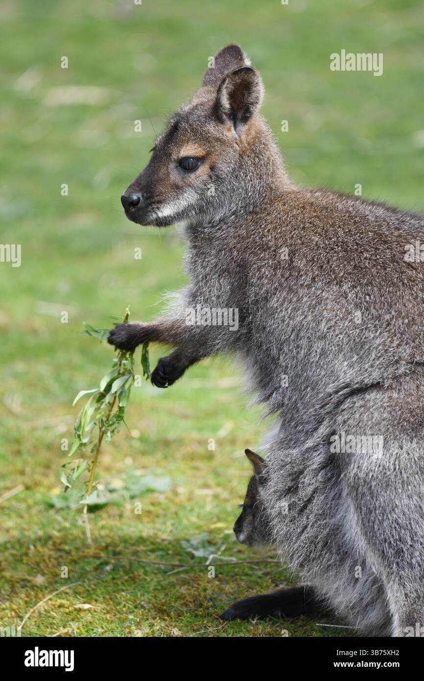 Baby kangaroo nella madre della custodia Foto Stock