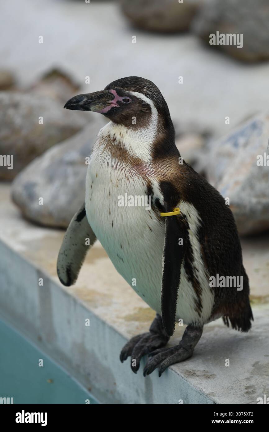 Pinguino Foto Stock