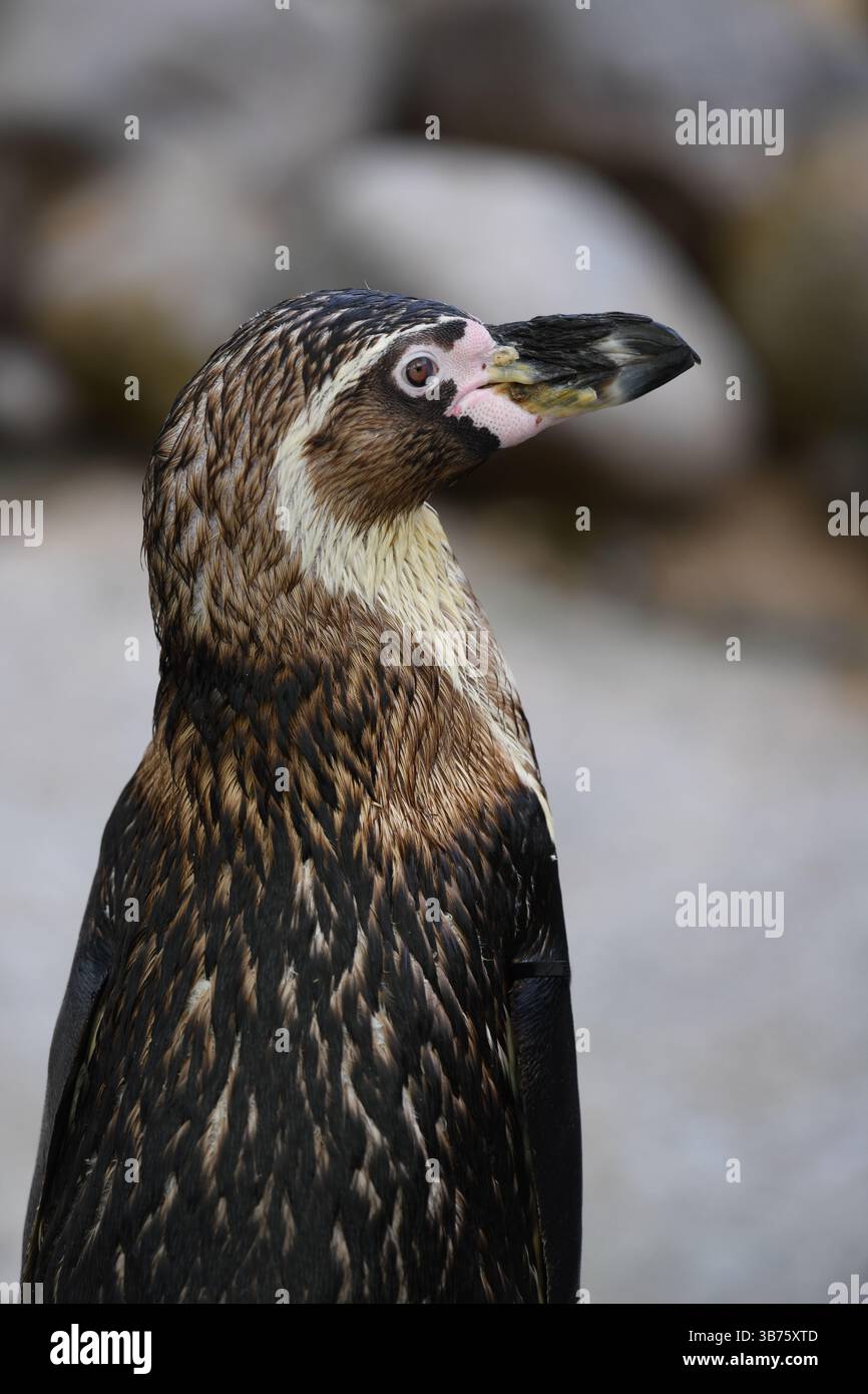 Pinguino Foto Stock