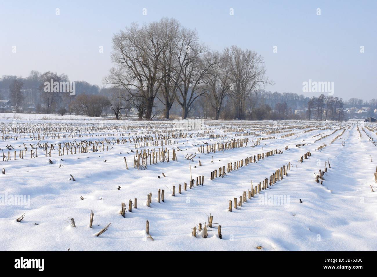 Campo di mais in inverno Foto Stock