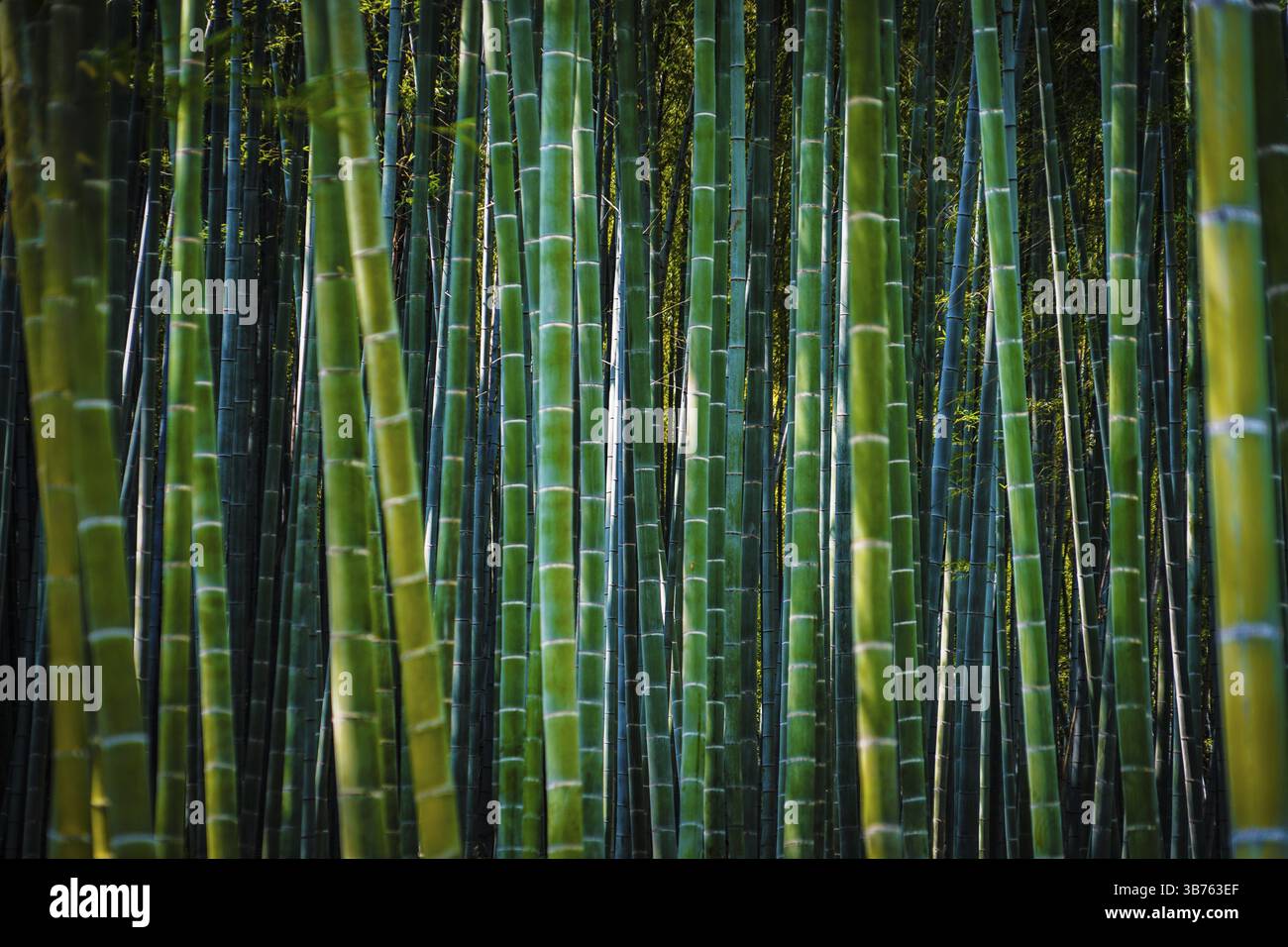 Kyoto Arashiyama foresta di bambù (scuro). Luogo di ripresa: Kyoto Foto Stock