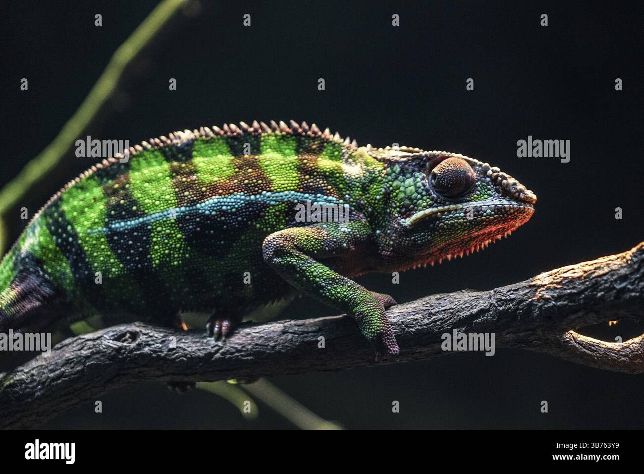 Chichuuka Lee chameleon che si aggirano nella giungla. Luogo di ripresa: Singapore Foto Stock