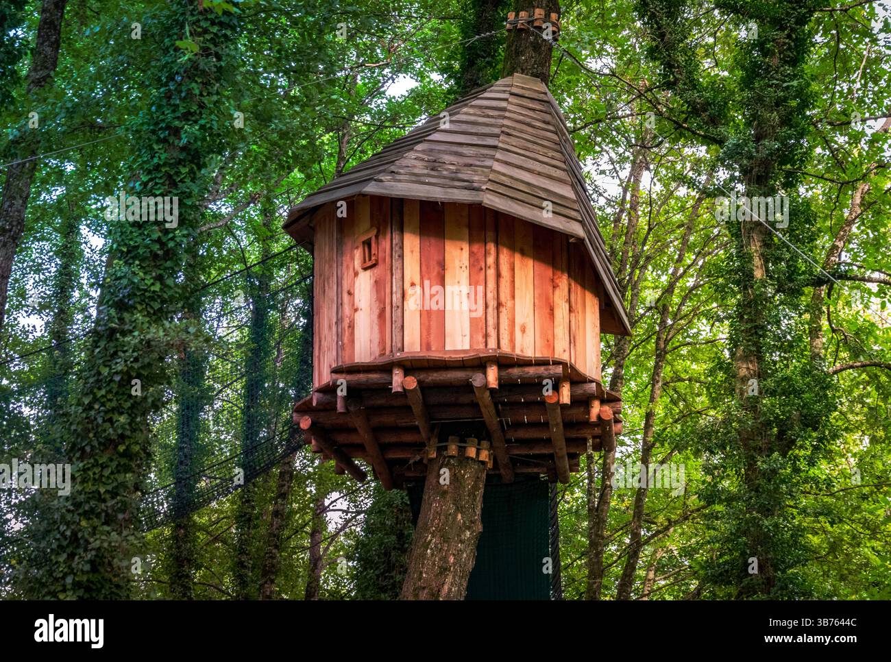 Casa sull'albero in legno sopraelevata con ponte di corda circondato da una fitta foresta di luce dorata Foto Stock