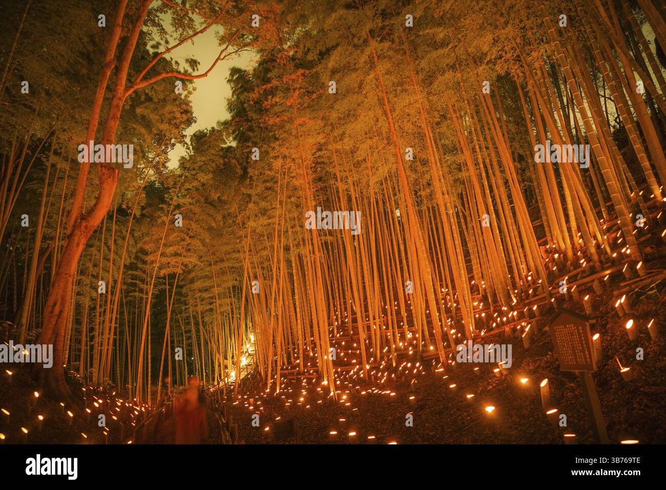 La foresta di bambù illumina la (piccola scrivania Castello foresta di cittadini). Luogo di ripresa: Yokohama-città prefettura di kanagawa Foto Stock