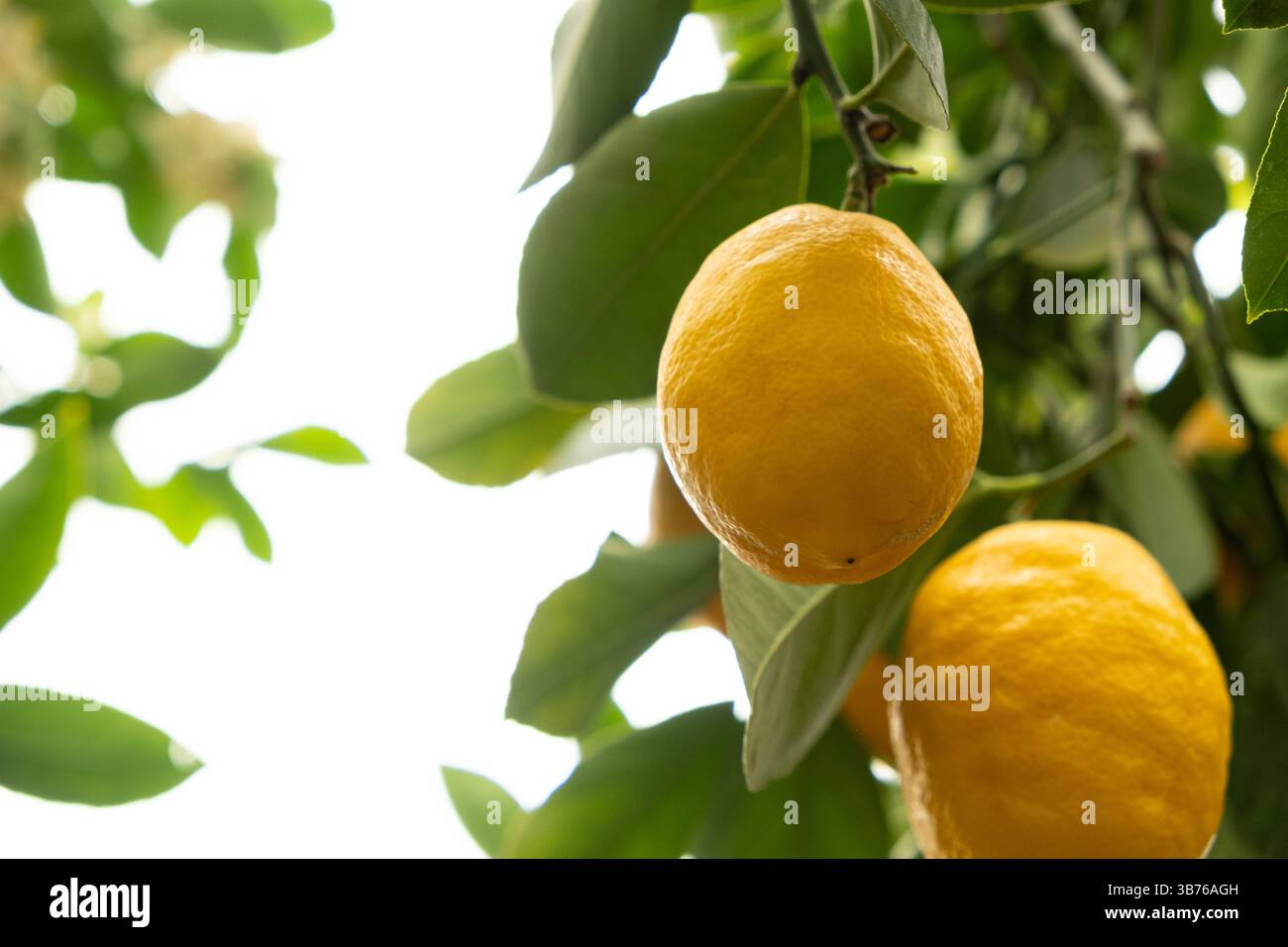 Rami di limone con agrumi freschi in un frutteto. Posiziona per testo. Foto Stock