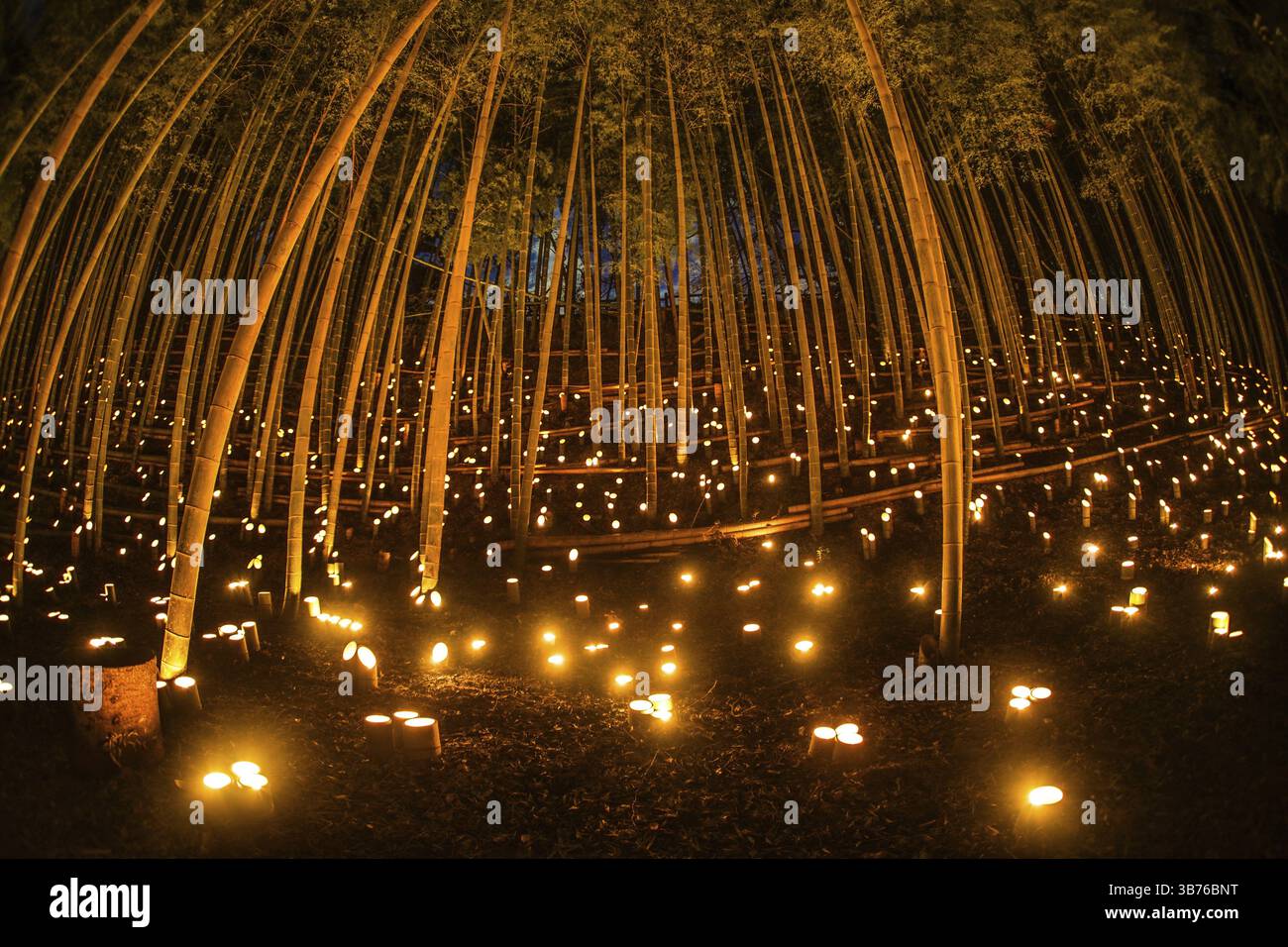 La foresta di bambù si illumina (piccola scrivania Castello foresta di cittadini). Luogo di ripresa: Yokohama-città prefettura di kanagawa Foto Stock