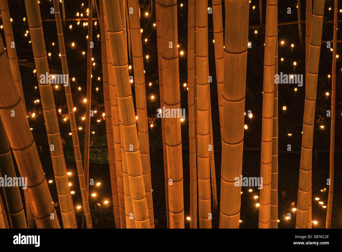 Luce di piccolo diametro del boschetto di bambù (piccola scrivania Castello foresta di cittadini). Luogo di ripresa: Yokohama-città prefettura di kanagawa Foto Stock
