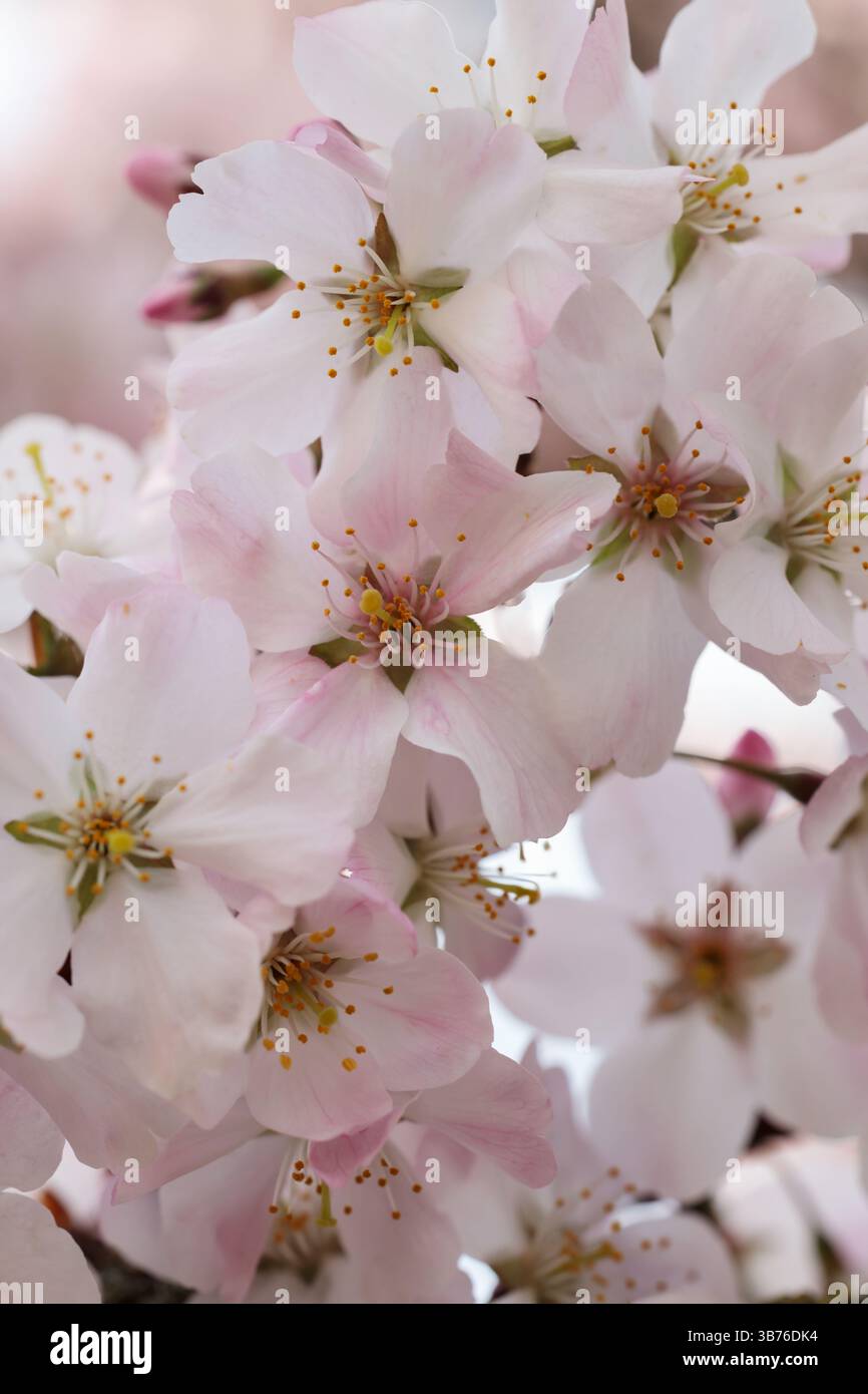 Primo piano di delicati fiori di ciliegio rosa pallido in piena fioritura, petali morbidi con stami gialli che catturano la bellezza e la freschezza della primavera Foto Stock